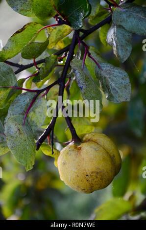 Le cognassier (Cydonia oblonga) bush avec la rosée sur les fruits à l'automne le soleil du matin, Lincs, England. Banque D'Images