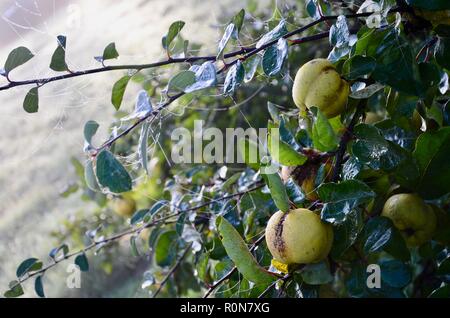 Le cognassier (Cydonia oblonga) bush avec la rosée sur les fruits à l'automne le soleil du matin, Lincs, England. Banque D'Images