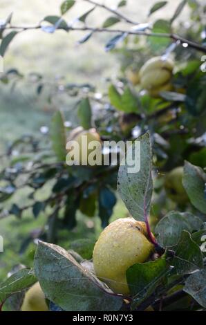 Le cognassier (Cydonia oblonga) bush avec la rosée sur les fruits à l'automne le soleil du matin, Lincs, England. Banque D'Images