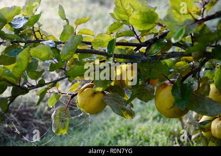 Le cognassier (Cydonia oblonga) bush avec la rosée sur les fruits à l'automne le soleil du matin, Lincs, England. Banque D'Images