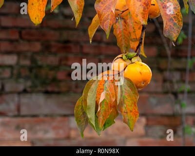Diospyros kaki avec des arbres mûrs, fruits orange vif en automne - kaki. Banque D'Images