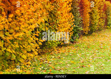 Arbustes décoratifs avec des feuilles poussent dans une rangée à l'automne, le parc historique de l'automne Banque D'Images