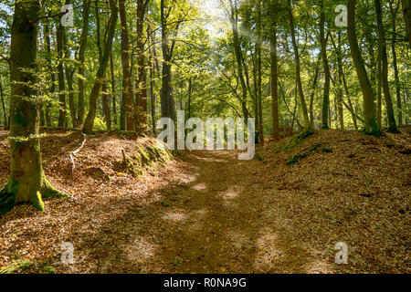 Darss forêt primitive en Allemagne Banque D'Images