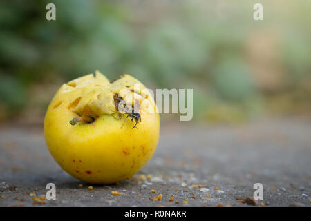 Les guêpes mangent tombé yellow apple. Apple à sec sur le sol. Banque D'Images