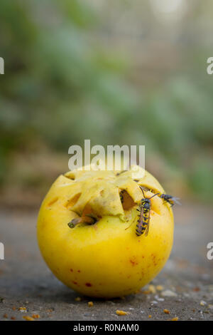 Les guêpes mangent tombé yellow apple. Apple à sec sur le sol. Banque D'Images