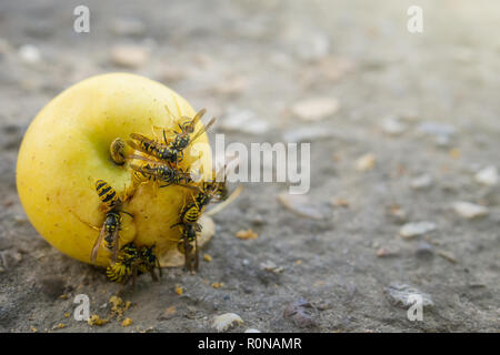 Les guêpes mangent tombé yellow apple. Apple à sec sur le sol. Banque D'Images