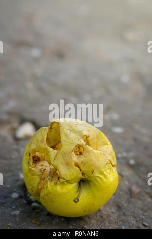 Manger coccinelle jaune tombé apple. Apple est à sec sur le sol. Banque D'Images