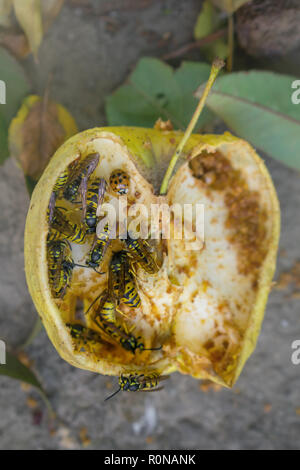 Les guêpes et manger coccinelle jaune tombé apple. Apple à sec sur le sol. Banque D'Images