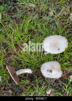 Celles-ci ressemblent à des champignons sauvages comestibles Domaine d'Agaricus campestris mais pourraient être toxiques et il est difficile de le dire. Composition verticale. Banque D'Images