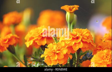 Tagetes, une variété de fleurs orange profond bonanza, symbole de santé et de longévité, belle et lumineuse plantes orange close-up, de grandir dans la nature Banque D'Images