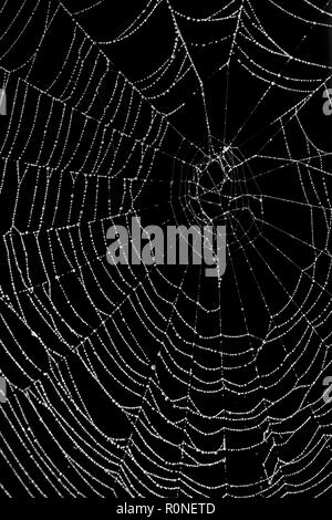 Spider web avec des gouttes d'eau sur un fond noir Banque D'Images