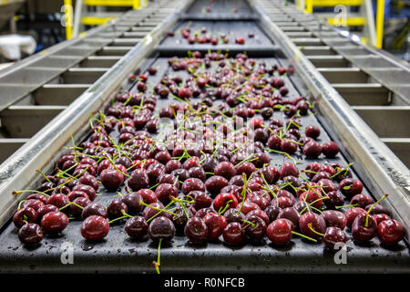 Les cerises mûres rouges sur une courroie de convoyeur humide dans un entrepôt d'emballage pour l'exportation Banque D'Images