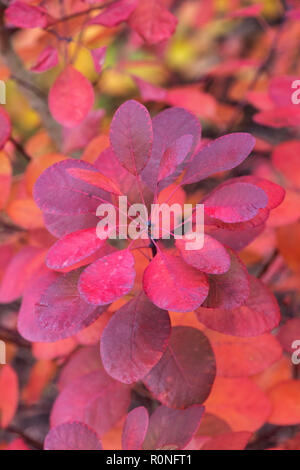 Prunus serrula 'Royal Purple'. Bush la fumée de feuilles à l'automne. UK Banque D'Images