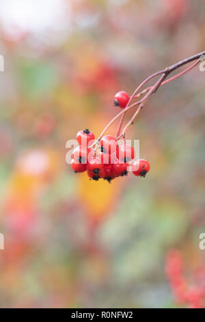 Crataegus phaenopyrum. Washington hawthorn le feuillage et les fruits rouges en automne. UK Banque D'Images