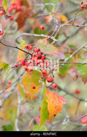 Crataegus phaenopyrum. Washington hawthorn le feuillage et les fruits rouges en automne. UK Banque D'Images