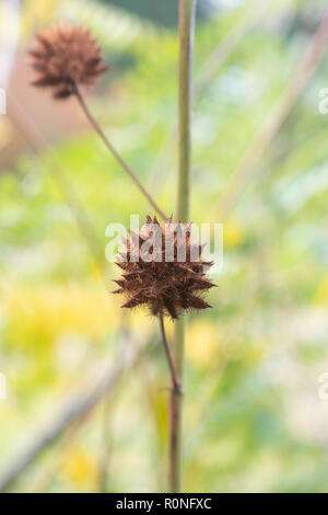 Glycyrrhiza yunnanensis. Réglisse Yunnan gousse en automne. UK Banque D'Images