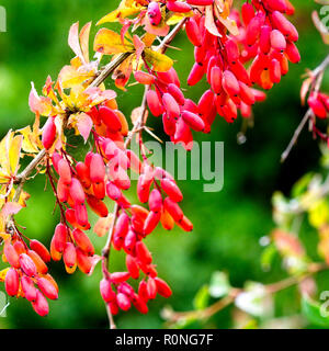 Fruit de la politique commune de l'épine-vinette (Berberis vulgaris), Gloucestershire, Angleterre, Royaume-Uni. Banque D'Images