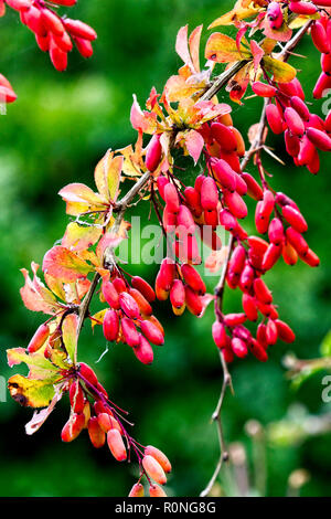 Fruit de la politique commune de l'épine-vinette (Berberis vulgaris), Gloucestershire, Angleterre, Royaume-Uni. Banque D'Images