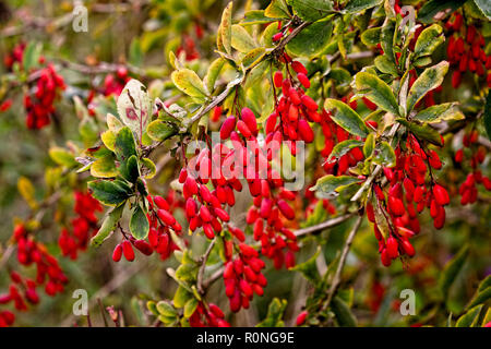 Fruit de la politique commune de l'épine-vinette (Berberis vulgaris), Gloucestershire, Angleterre, Royaume-Uni. Banque D'Images