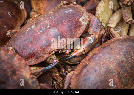 Les crabes attendent leur sort dans un seau sur le quai de West Bay, dans le Dorset. Banque D'Images