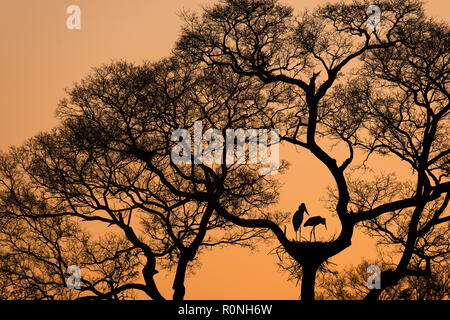 Une paire de Jabirus au nid pendant le coucher du soleil en Amérique du Pantanal. Banque D'Images