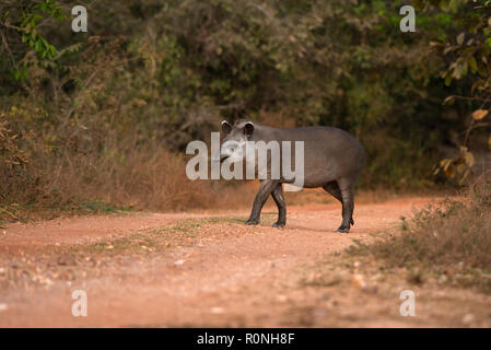 Tapir (Tapirus terrestris brésilien) d'Amérique du Pantanal. Banque D'Images