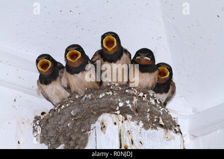 L'hirondelle rustique (Hirundo rustica) dans un nid. Chicks mendier de la nourriture. Banque D'Images