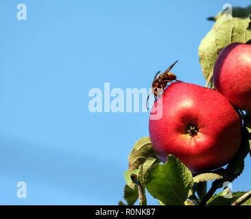 Vespa un énorme hornet est assis sur une pomme rouge, une branche d'arbre contre un ciel bleu, éclairée par la lumière du soleil, un insecte en pleine croissance, tête visible, vert feuillage, Banque D'Images