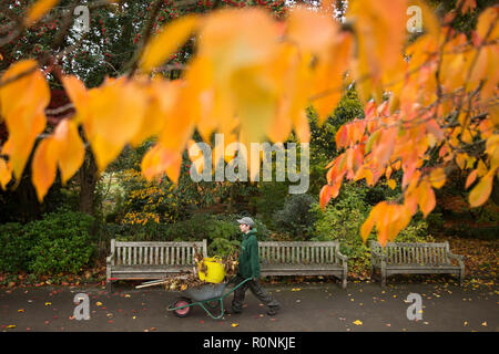 Sur l'écran d'automne au jardin botanique de Birmingham, Birmingham. Banque D'Images