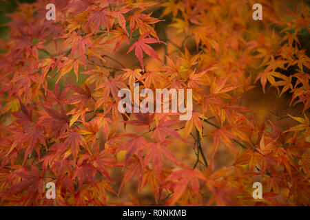 Sur l'écran d'automne au jardin botanique de Birmingham, Birmingham. Banque D'Images