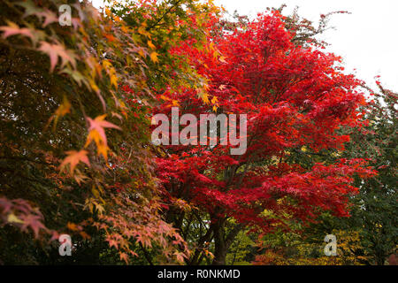 Sur l'écran d'automne au jardin botanique de Birmingham, Birmingham. Banque D'Images