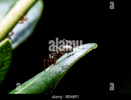 Ant sur une plante verte feuille macro shot isolé en noir avec copie espace. Banque D'Images