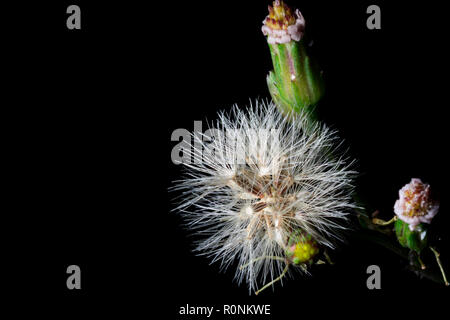 Gros plan et plan macro sur une fleur de l'herbe blanche isolée en noir avec copie espace. Banque D'Images