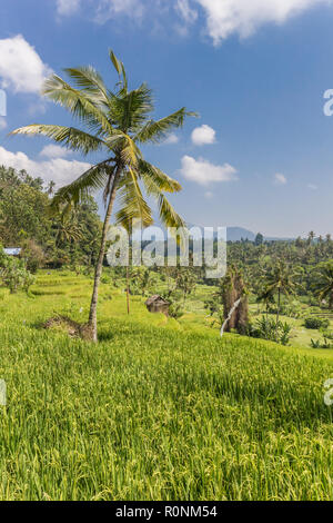 Palmier dans un champ de riz sur l'île de Bali, Indonésie Banque D'Images