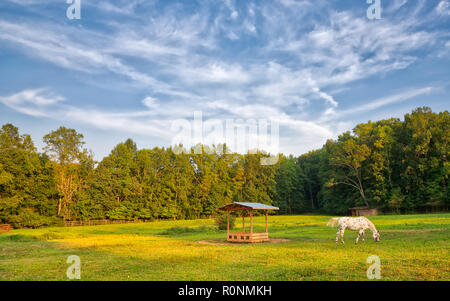 Un seul cheval Appaloosa paissant dans un pâturage vert et doré avec des arbres et un ciel bleu avec des nuages blancs Banque D'Images