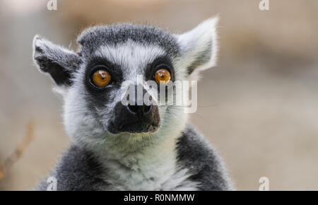 Untitled document tête portrait (Lemur catta) Banque D'Images