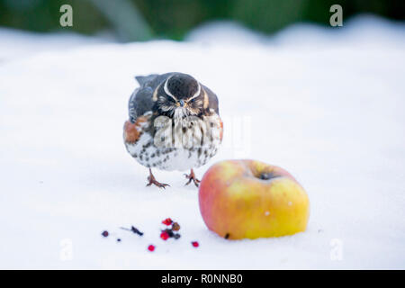 Un seul Fieldfare sur le terrain dans la neige, se nourrissant de pommes, exceptionnels dans les Cotswolds jardin Mars 2018 Worcestershire Banque D'Images