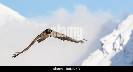 Gypaète barbu, lic), immature, première année voler dans les alpes, Vanoise, France, octobre 2018. Banque D'Images