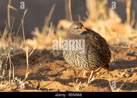 Vue frontale de Natal Spurfowl adulte célibataire anciennement Natal Francolin Kruger National Park Afrique du Sud bénéficiant du soleil tôt le matin Banque D'Images