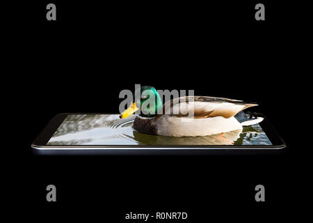 Une créativité conceptuelle photo volumique 3D d'un oiseau, assise flottante dérivant dans les eaux de la mer avec des vagues dans un gadget, dans un smartphone isolated Banque D'Images