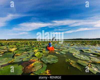 Boy kayak dans un lac rempli de nénuphars, United States Banque D'Images