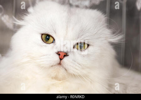 Portrait d'un chat des forêts norvégiennes de couleur blanche. Banque D'Images