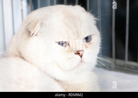 Portrait d'un chat Scottish Fold. Banque D'Images