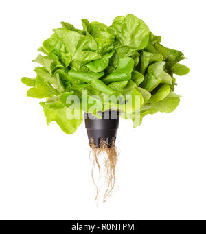 Salanova, salade verte vie, vue de face. Laitue feuille de chêne en pot en plastique avec des racines. Une coupe prêt, la laitue. Banque D'Images