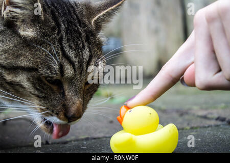 Faire un chat drôle de visage par collage hors de sa langue à un canard en caoutchouc. Banque D'Images