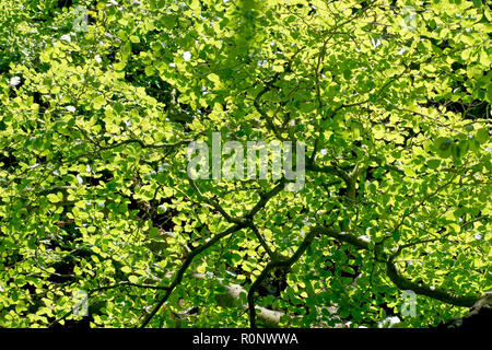 Une image abstraite de l'arrière allumé feuilles de hêtre (fagus sylvatica) et les branches. Banque D'Images