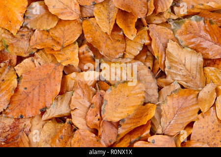 Automne feuilles de hêtre (fagus sylvatica), un extrait tiré de la litière de feuilles sous un grand arbre. Banque D'Images