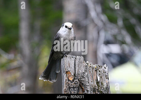 Geai gris, Perisoreus canadensis, les oiseaux d'Amérique du Nord, Banque D'Images