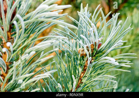 Le pin sylvestre (Pinus sylvestris), un gros plan des aiguilles légèrement enduit de gel et éclairé par une faible mais chaud soleil d'hiver. Banque D'Images