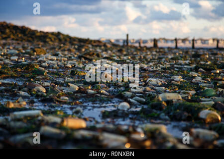 À partir des années 1850, ce domaine de la Brooklyn Waterfront a accueilli une plante qui a traité reste d'animaux morts (surtout des carcasses de chevaux, d'où le Banque D'Images
